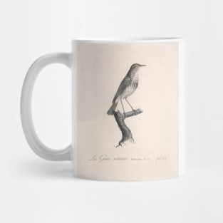 The Hermit Thrush Natural history of vintage birds of North America Mug